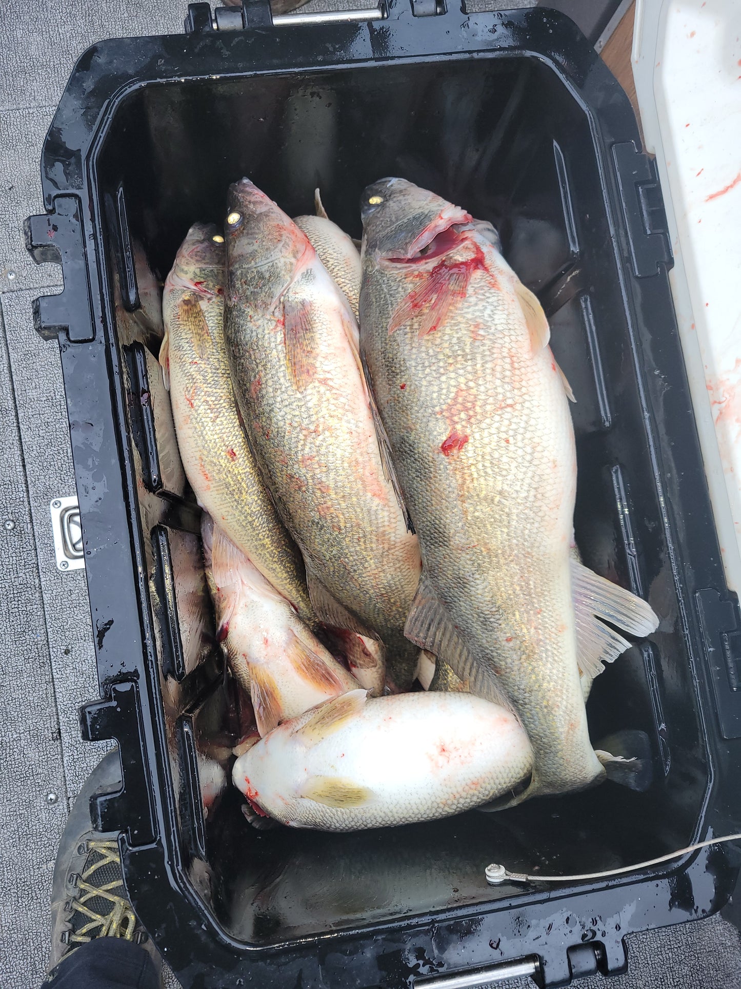 6-Hour Guided Fishing Trip for 5 – $825 Group Rate