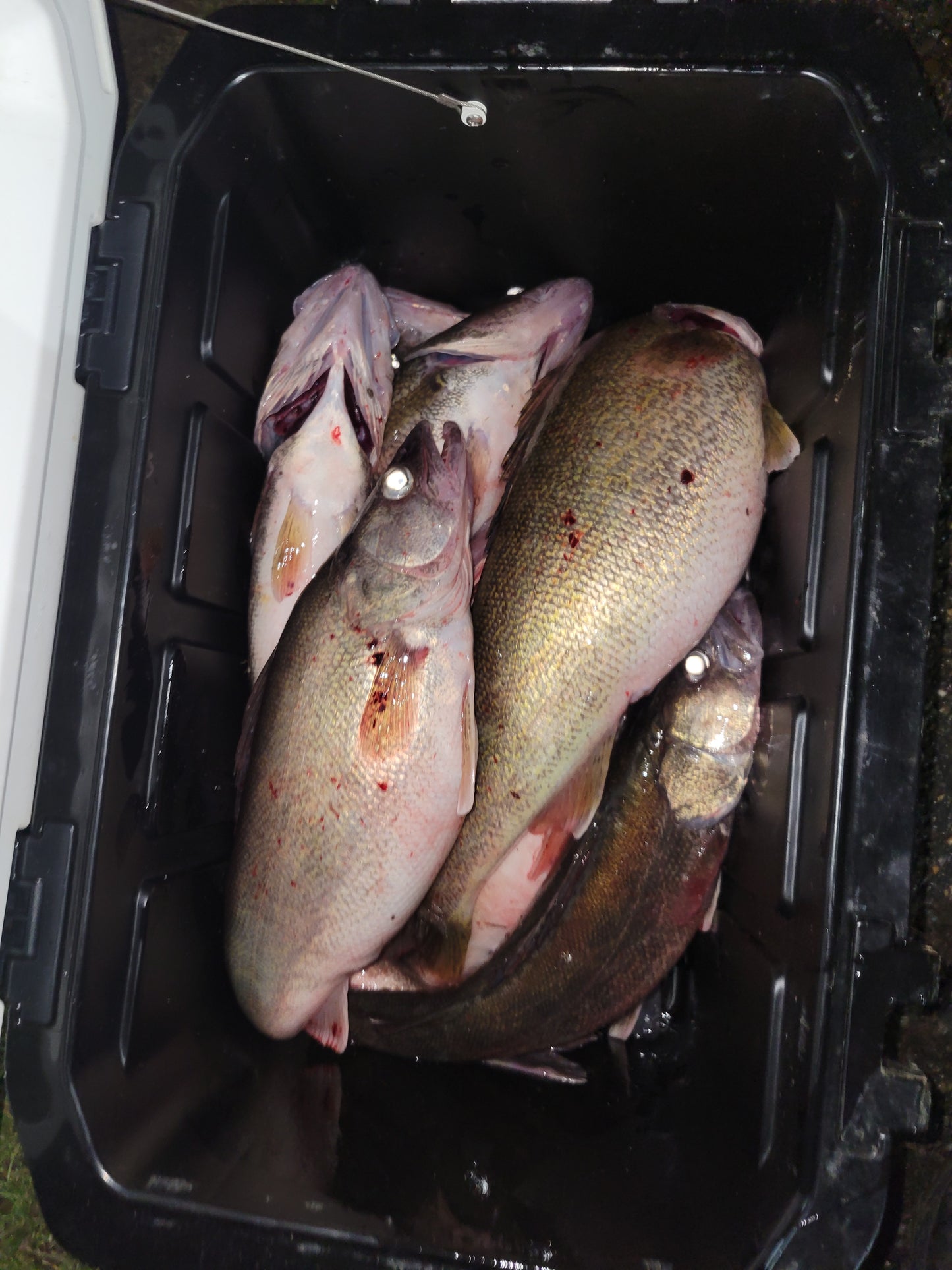 6-Hour Guided Fishing Trip for 5 – $825 Group Rate